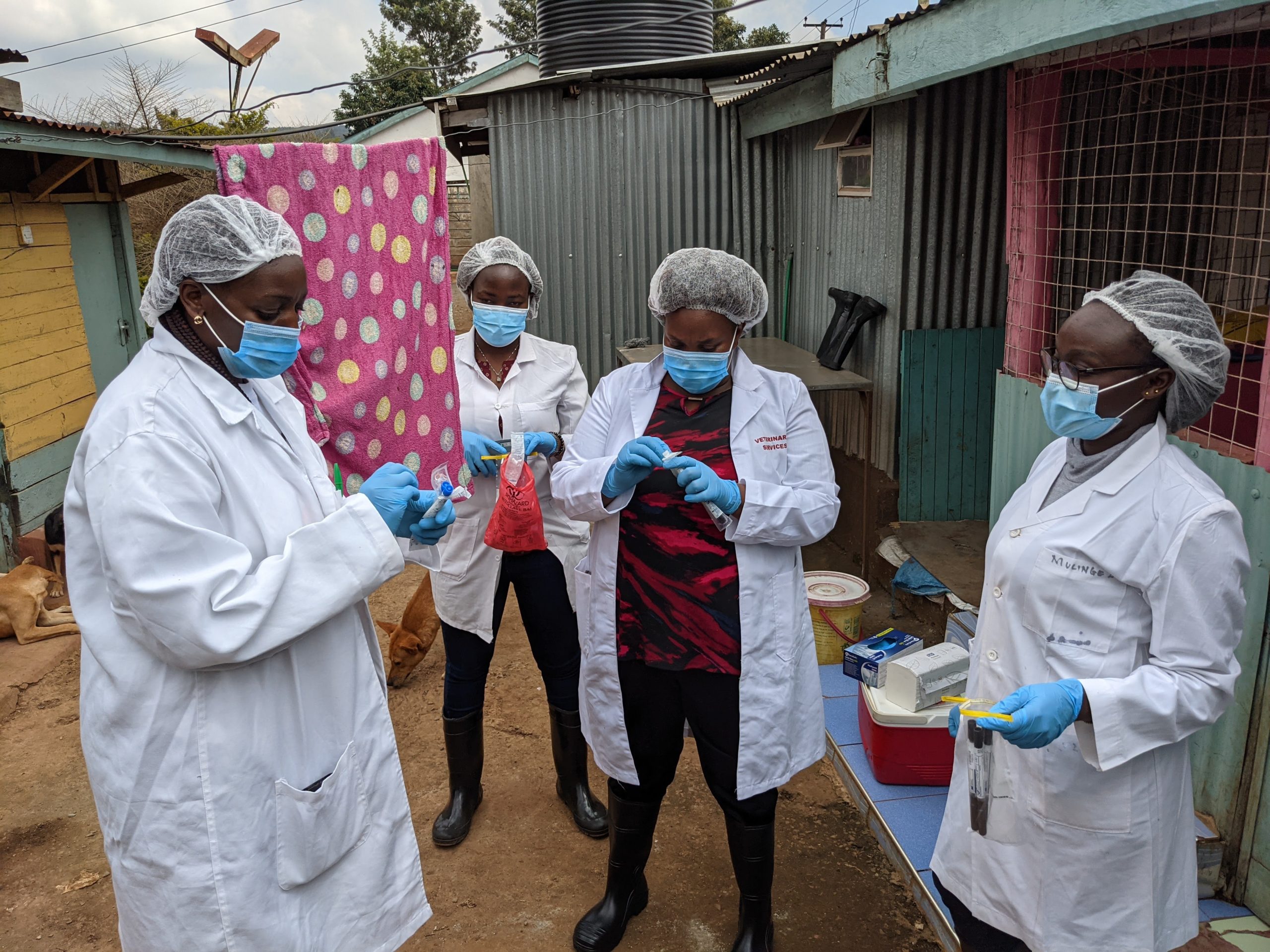 AMR sampling for animal health in Dagoretti, Kenya.